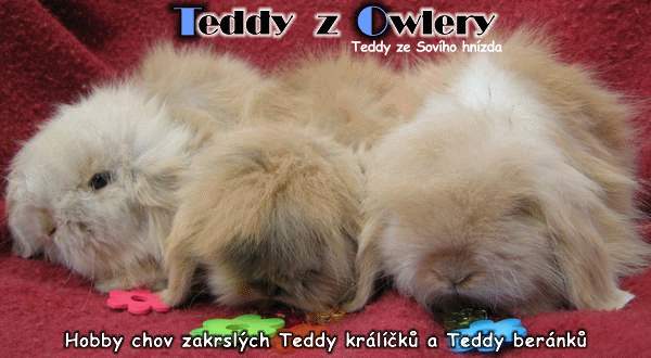 Hobby chov zakrslch Teddy krlk a Teddy bernk